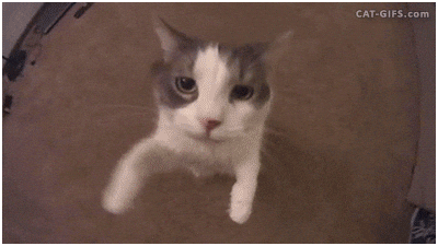 Shocked Surprised Cat